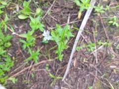 Epilobium palustre