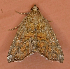 Amyna bullula