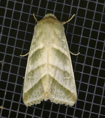 Chloridea subflexa
