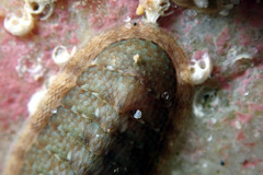 Ischnochiton thomasi