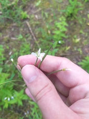 Epilobium palustre