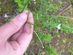 Epilobium palustre