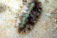 Ischnochiton smaragdinus