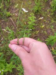 Epilobium palustre