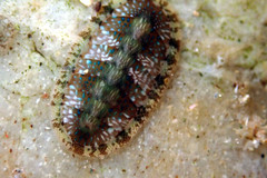 Ischnochiton smaragdinus