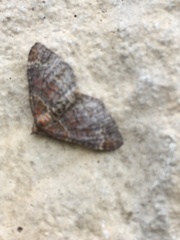 Xanthorhoe spadicearia