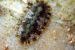 Ischnochiton smaragdinus