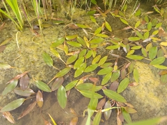 Potamogeton nodosus