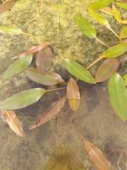Potamogeton nodosus
