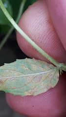 Pucciniastrum epilobii