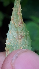 Pucciniastrum epilobii