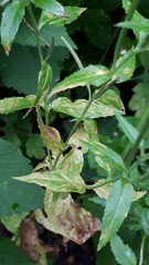 Pucciniastrum epilobii