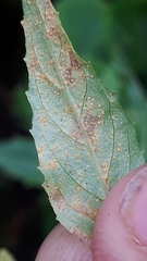 Pucciniastrum epilobii