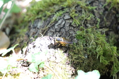 Callicera