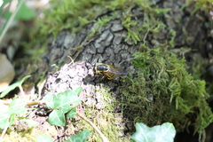 Callicera