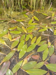 Potamogeton nodosus