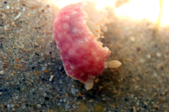 Goniobranchus epicurius