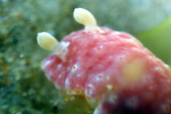 Goniobranchus epicurius