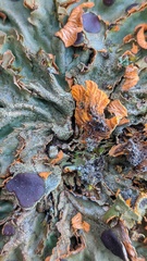 Solorina crocea