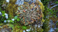 Solorina crocea