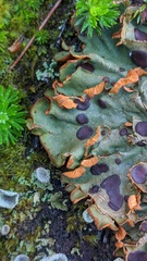Solorina crocea