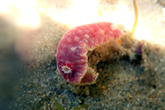 Goniobranchus epicurius