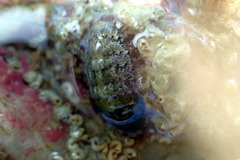 Ischnochiton thomasi