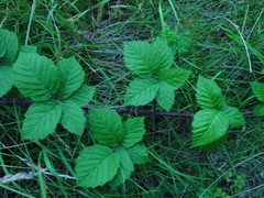 Rubus latifolius