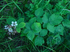Rubus latifolius