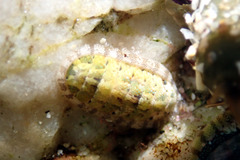 Ischnochiton thomasi