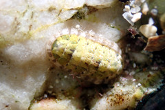 Ischnochiton thomasi