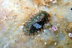 Ischnochiton thomasi