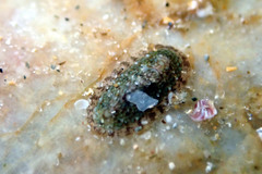 Ischnochiton thomasi