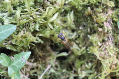 Callicera