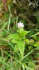 Persicaria runcinata