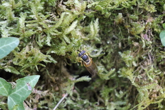 Callicera