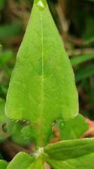 Persicaria runcinata