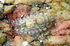 Ischnochiton thomasi