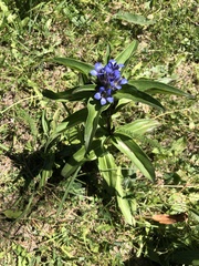 Gentiana cruciata cruciata
