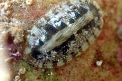 Ischnochiton smaragdinus