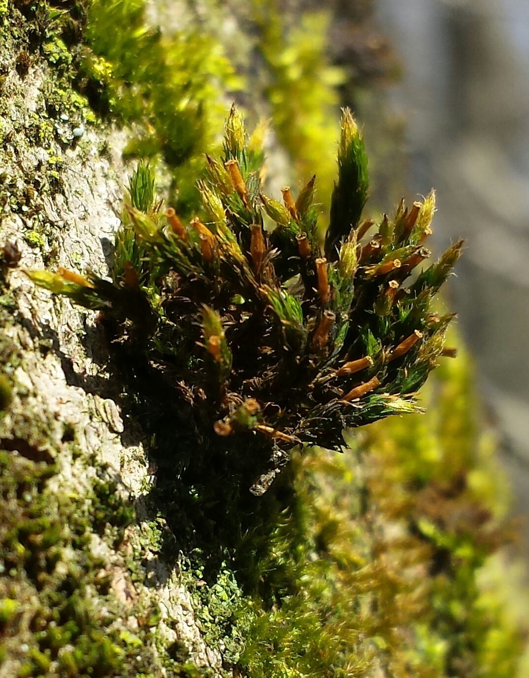 Lewinskya