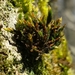 Showy Bristle Moss - Photo (c) Stefan Gey, some rights reserved (CC BY-NC), uploaded by Stefan Gey