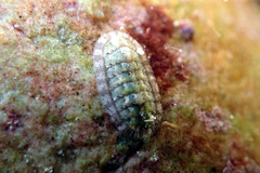 Ischnochiton thomasi