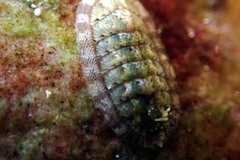 Ischnochiton thomasi