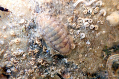 Ischnochiton cariosus