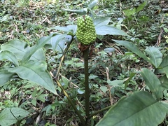 Arisaema serratum