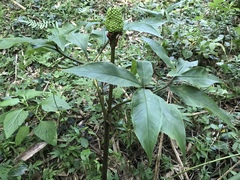 Arisaema serratum