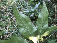 Arisaema serratum