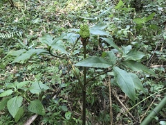 Arisaema serratum