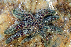 Allostichaster polyplax